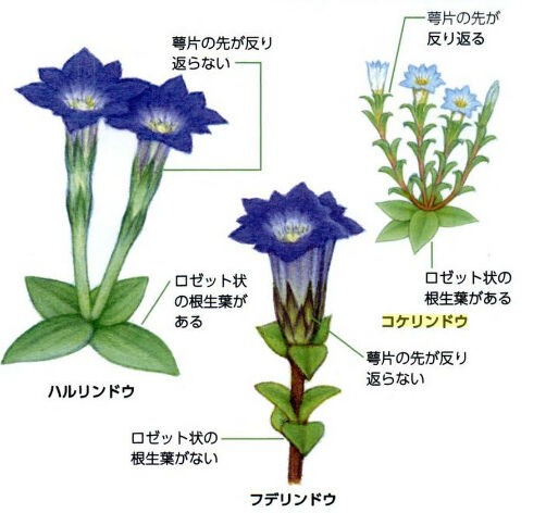 ハルリンドウとフデリンドウ 定年生活