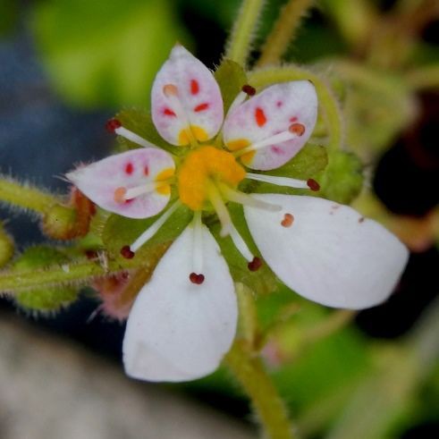 庭に咲いた花 ユキノシタ １６ ０６２ 定年生活