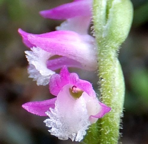 庭の花 庭に咲いた花 ９１種 ネジバナ ルコウソウ リアトリス 定年生活