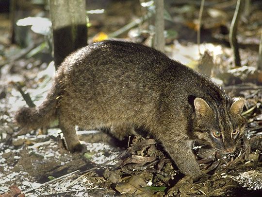 国の特別天然記念物イリオモテヤマネコが交通事故死 沖縄県の地元ニュース速報