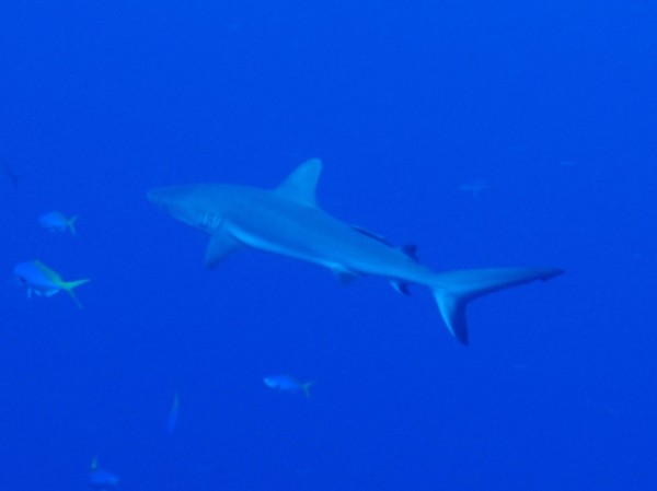 ブラックチップシャーク カマストガリザメ Black Tip Shark 海賊船長のひとりごと