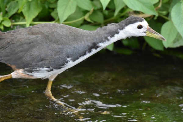 11 17 三角池 金武町 ベニバトとシロハラクイナ サシバ 沖縄のとくに水鳥日記