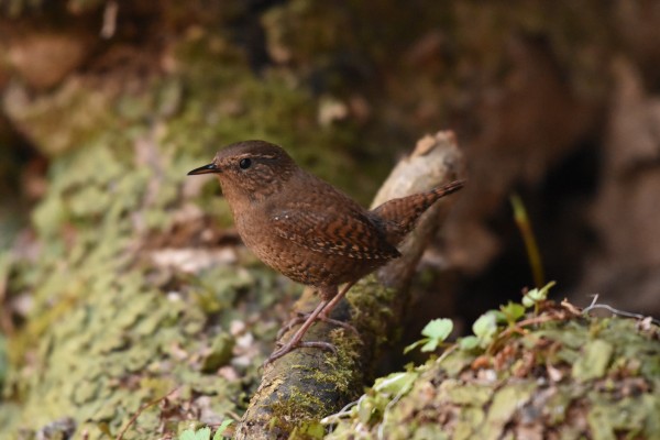 春の鳥旅4 3 タデ原湿原焼野原 ミソサザイ ゴジュウカラ ヤマガラ ヒガラ マヒワ カケス ホオジロ ウソ 沖縄のとくに水鳥日記