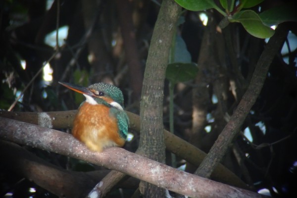 1 19 漫湖探鳥会 かっこいいミサゴとカワセミ 6年ぶりのハシビロガモほか 沖縄のとくに水鳥日記