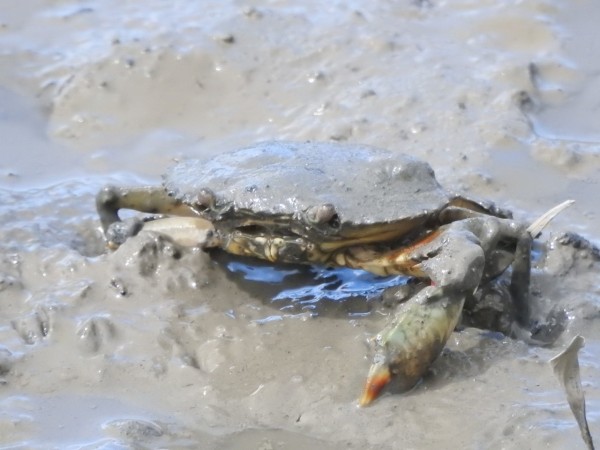 9 23 漫湖 ナンヨウショウビンの頭かきと羽の裏 蟹食 カワセミ若鳥 ナゾの鳥はカラムクドリ 沖縄のとくに水鳥日記