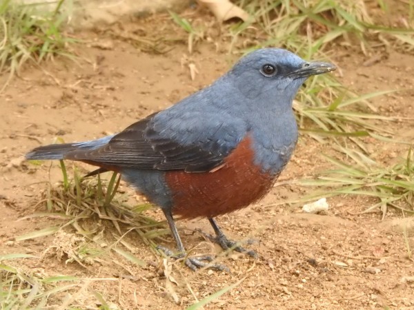 青ぃ鳥です 幸せの「青い鳥」SH-PR01 | ステンドグラスの専門メーカー