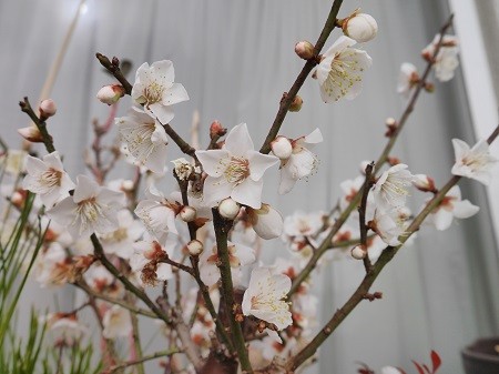 節分と梅の花 Okiraku Room