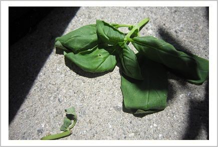 バジルの危機 レッツ害虫対策 家庭菜園３５日目 Lulla S くらし日記