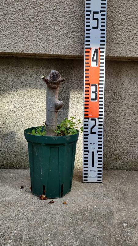 実験】極太な穂木で挑むイチジクの挿し木、成長記録 : ひまチュンの
