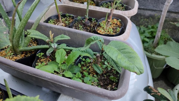 ビワの密閉挿し方法と必要な物や時期の目安 枇杷の挿し木 果樹 樹木の密閉挿し ひまチュンの機械ブログ