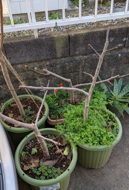 鉢植えイチジクは根切りと植え替え 植え戻しが必要 ひまチュンの機械ブログ