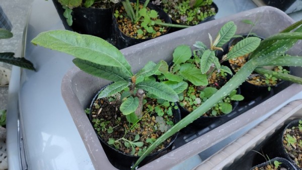 ビワの密閉挿し方法と必要な物や時期の目安 枇杷の挿し木 果樹 樹木の密閉挿し ひまチュンの機械ブログ