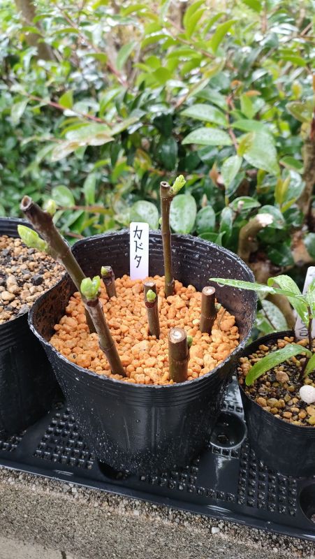 悪質】メルカリで購入したイチジクの穂木が予想以上に酷かった話