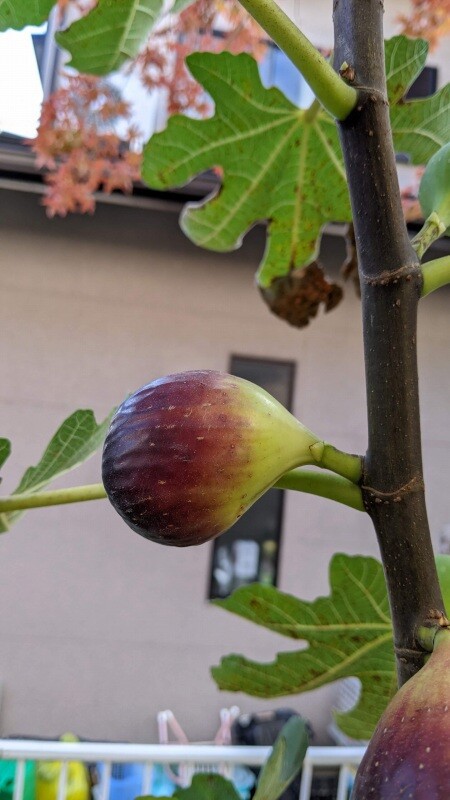 桝井ドーフィンの収穫目安 イチジク 無花果 ひまチュンの機械ブログ