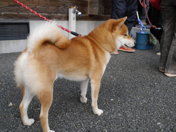 17 11 19 日 柴犬コンテストに行きました その 黒柴犬虎太朗
