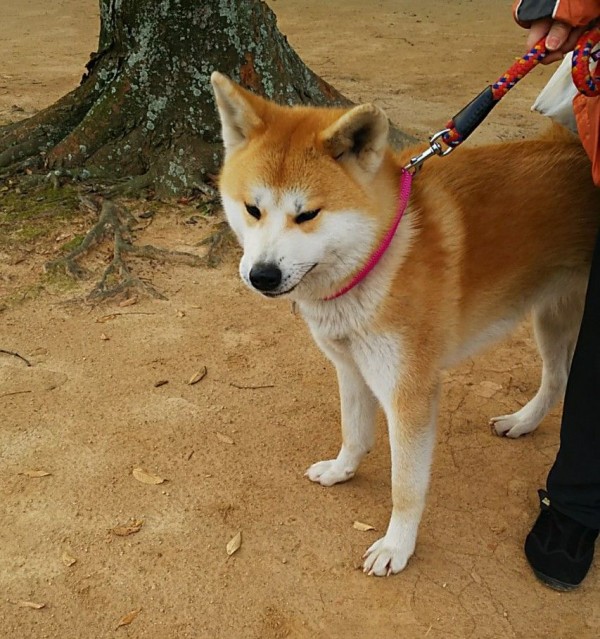 17 11 25 土 ｲｵﾝﾍﾟｯﾄin小倉 ﾌﾟﾗｰで遊び方教室 小倉城散策 その 黒柴犬虎太朗