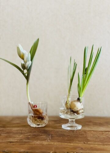 希少 冷蔵 アイスチューリップ『ステラータ』１球 水耕栽培 地植え 早く長く咲く 希少 冷蔵 アイスチューリップ『ステラータ』1球 水耕栽培 地植え