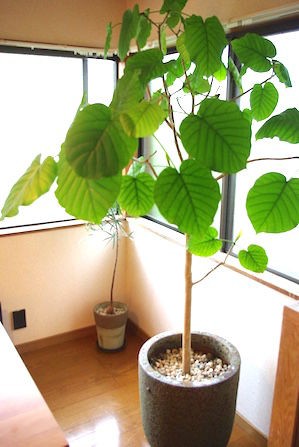 植木鉢にもこだわりを ウンベラータの植え替えと大きな観葉植物の移動対策 古く小さく愛しいわが家 北欧家具とのくらし Powered By ライブドアブログ 植木鉢にもこだわりを ウンベラータの植え替えと大きな観葉植物の移動対策 古く小さく愛しいわが家 北欧家具とのくらし Powered By ライブドアブログ