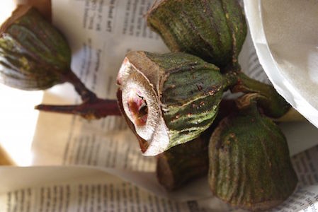 オブジェとして楽しむ ドライのユーカリ 古く小さく愛しいわが家 Powered By ライブドアブログ