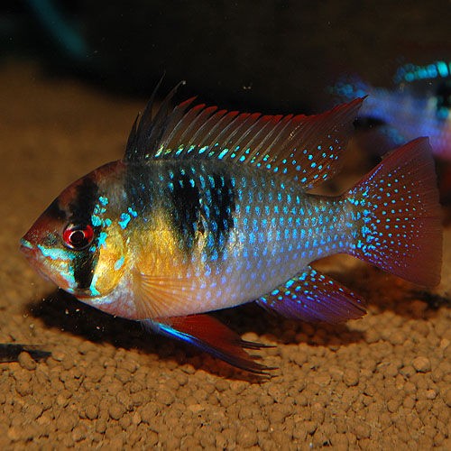 でかきれい 熱帯魚ショップ 熱帯魚販売店 アクアライズ大宮