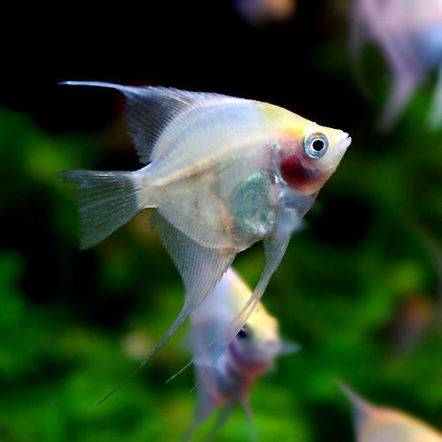 ☆*::*:☆MerryXmas☆:*::*☆ : 熱帯魚ショップ 熱帯魚販売店 ＜アクア