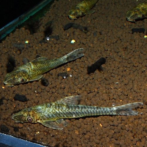 ペルー便入荷 熱帯魚ショップ 熱帯魚販売店 アクアライズ大宮