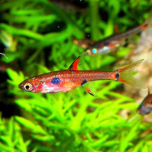 オススメ O O ﾉ 熱帯魚ショップ 熱帯魚販売店 アクアライズ大宮