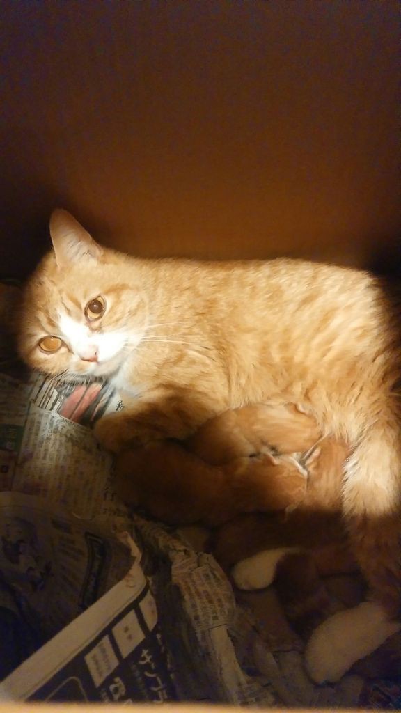 マンチカンの子猫が産まれました : 猫（マンチカン）ブリーダーの 