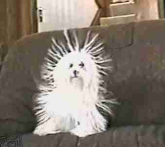 静電気で毛が立ち上がった犬 おもしろ可愛い動物動画