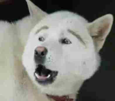 おもしろ犬のスライドショー おもしろ可愛い動物動画