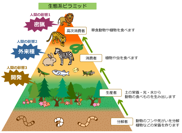 日本のワカメが海を渡り大暴れ オモロの倉庫 物流システム改善ブログ