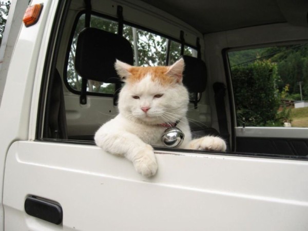 トラックに乗る猫 おもしろ画像リターンズ