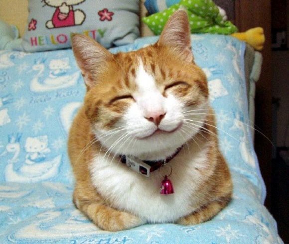 笑顔の素敵な猫 おもしろ画像リターンズ