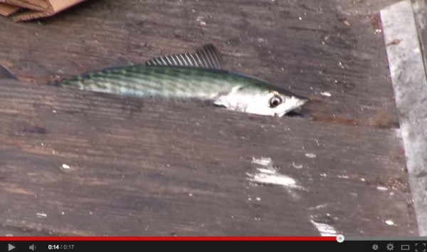 微グロ注意 魚に絶叫系のアテレコした動画 面白information