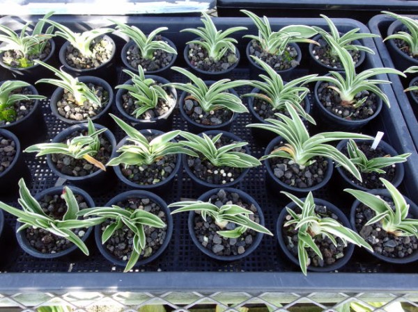 万年青 国宝錦 : 万年青の豊明園のblog