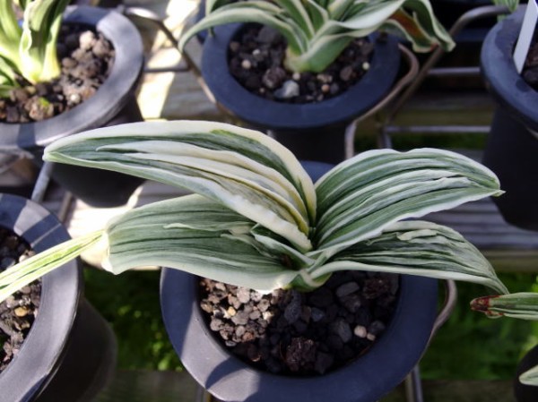 万年青「国宝錦」 国宝錦 (こくほうにしき) Kokuhonishiki – おもとの豊明園（ほうめいえん）