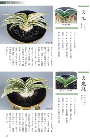 始めよう伝統園芸おもと』の本と四君子 : 万年青の豊明園のblog