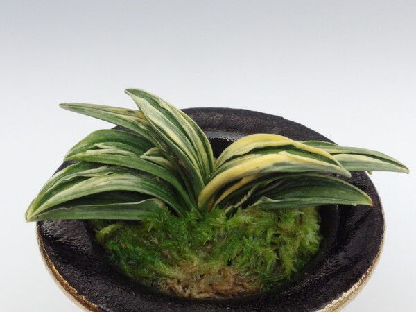 おもと品種紹介 瑞泉 ずいせん Zuisen : 万年青の豊明園のblog