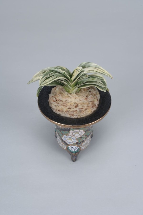 おもと品種紹介 愛玉殿(あいぎょくでん) : 万年青の豊明園のblog