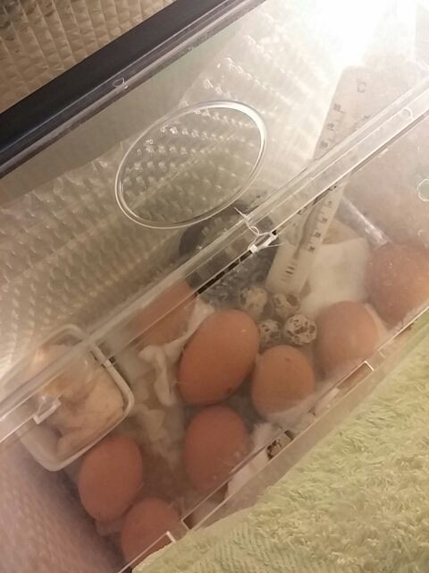 孵卵器が臭い 崖っプチ農園