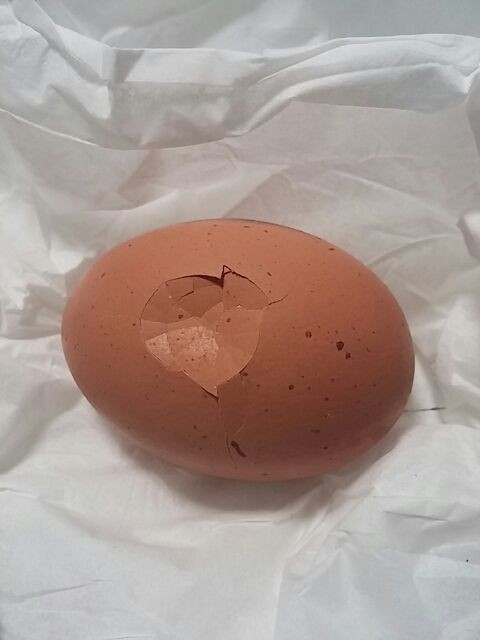 割れてしまった 有精卵 崖っプチ農園