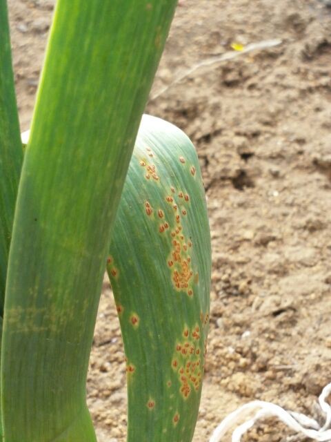 ニンニク 病気 崖っプチ農園