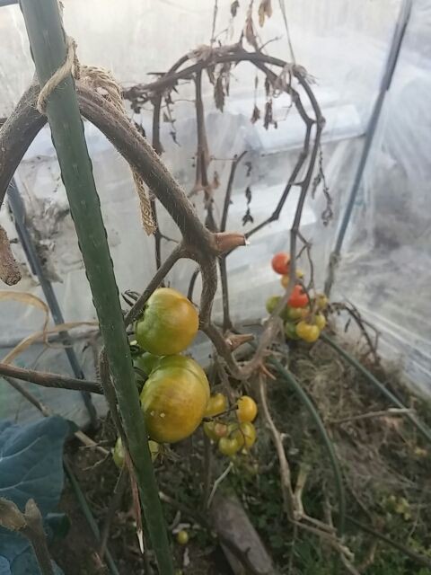 12月17日 トマト トウモロコシ終わり 崖っプチ農園