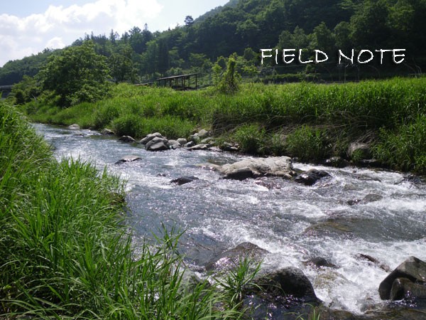 解禁前線北上中 山梨県桂川支流 10ayu No 2 54匹 Field Note