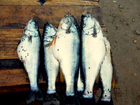 バター味じゃないバターフィッシュの隠し味 Malawi Bacchusを捜して 世界一周跡