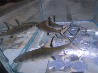 シルバーシャーク ワンラブ観賞魚部門の入荷情報ブログ