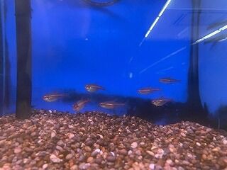 グローライトテトラ ワンラブ観賞魚部門の入荷情報ブログ