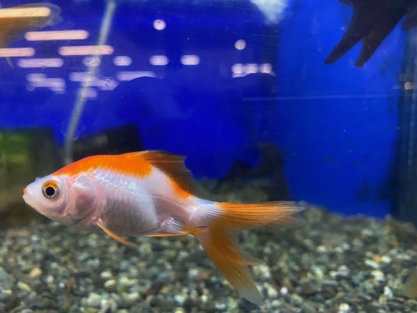 ミックス金魚 ワンラブ観賞魚部門の入荷情報ブログ ミックス金魚 ワンラブ観賞魚部門の入荷情報ブログ