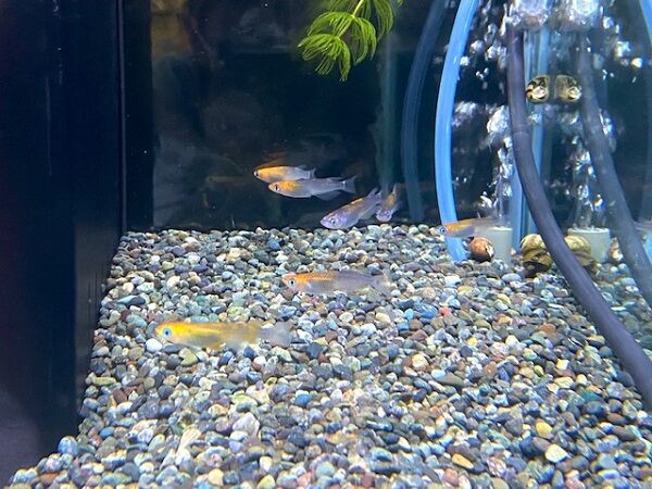 女雛メダカ ワンラブ観賞魚部門の入荷情報ブログ