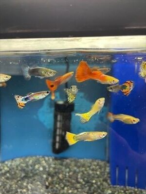 ミックスグッピー ワンラブ観賞魚部門の入荷情報ブログ